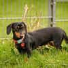 Lilly - liebe anhängliche kleine Hündin