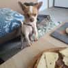 Chico sucht einfühlsames Zuhause