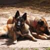 Lotte bildhübsches soziales Malinoismädl