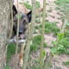 Lotte bildhübsches soziales Malinoismädl