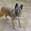 Lotte bildhübsches soziales Malinoismädl