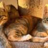 Fritzi & Greta verspielte Katzenkinder