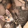 Fritzi & Greta verspielte Katzenkinder