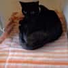 Figaro