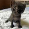 ONYX