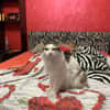 Fiocco
