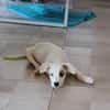 ARCHIE, chiot mâle Berger Créole