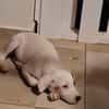 ARCHIE, chiot mâle Berger Créole