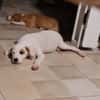 ARCHIE, chiot mâle Berger Créole