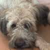 CHAPLIN,  Croisé Griffon Créole junior