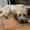 CHAPLIN,  Croisé Griffon Créole junior