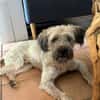 CHAPLIN,  Croisé Griffon Créole junior