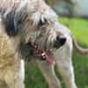 CHAPLIN,  Croisé Griffon Créole junior