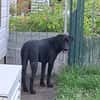 HIERROS Mâle junior Berger Créole