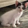 KALICY, chaton femelle européen