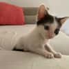 KALICY, chaton femelle européen