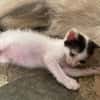 KALICY, chaton femelle européen