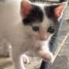 KALICY, chaton femelle européen