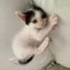 KALICY, chaton femelle européen