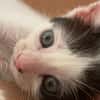 KALICY, chaton femelle européen