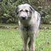 Fiete - sanfter Riese sucht Zuhause
