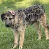 Fiete - sanfter Riese sucht Zuhause
