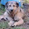 Fiete - sanfter Riese sucht Zuhause