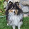 Wim ein Hundeherz aus Gold