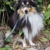 Wim ein Hundeherz aus Gold