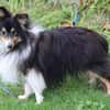 Wim ein Hundeherz aus Gold