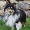 Wim ein Hundeherz aus Gold