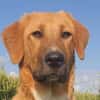 HSH-Mix-Lady♥Suvi♥63911 Klingenberg/Main
