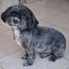 Mushu, sensibler Hundemann sucht Familie