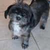 Mushu, sensibler Hundemann sucht Familie