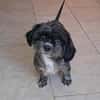Mushu, sensibler Hundemann sucht Familie