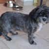 Mushu, sensibler Hundemann sucht Familie