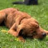 Chow-Chow-Mix FELIXin 53940 Hellenthal