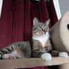 Nils sucht ein liebevolles Zuhause
