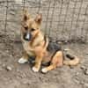 Bondi, Minihund sucht neue Familie