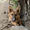 Bondi, Minihund sucht neue Familie