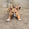 Bondi, Minihund sucht neue Familie