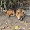 Bondi, Minihund sucht neue Familie