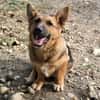 Fifi, Minihund such neue Familie