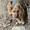 Fifi, Minihund such neue Familie