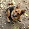 Fifi, Minihund such neue Familie