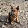 Fifi, Minihund such neue Familie