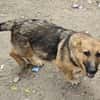 Fifi, Minihund such neue Familie
