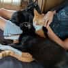 Matteo und Apollo aus dem Tierschutz
