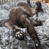Matteo und Apollo aus dem Tierschutz