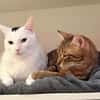 Oscar und Viktor aus dem Tierschutz